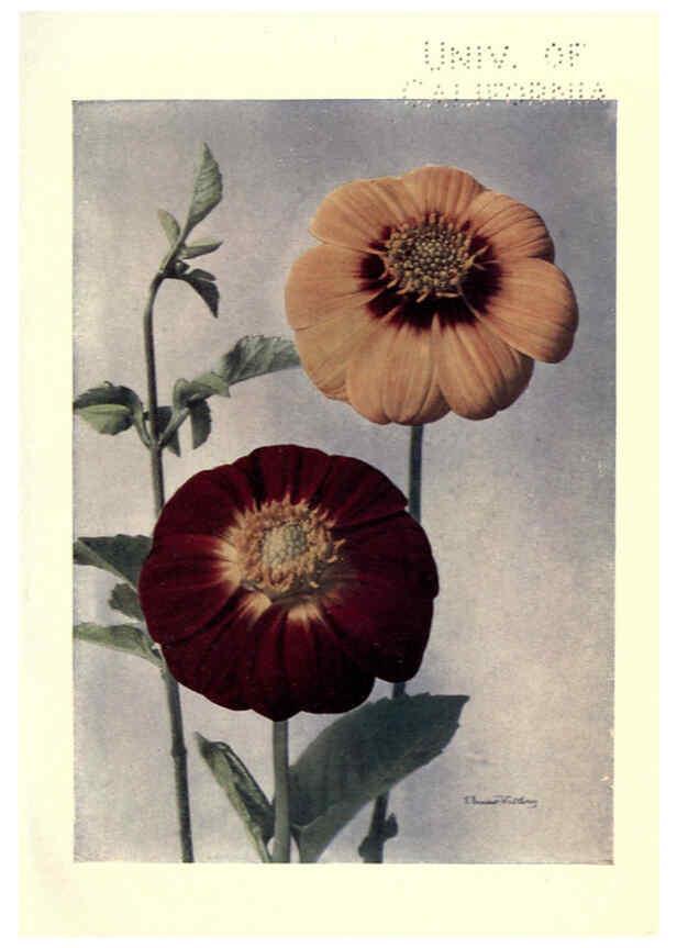 Reproducción/Reproduction 6220045189: Dahlias New York,Frederick A. Stokes[1912?] 