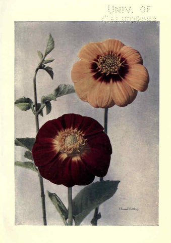 Reproducción/Reproduction 6220045189: Dahlias New York,Frederick A. Stokes[1912?] 