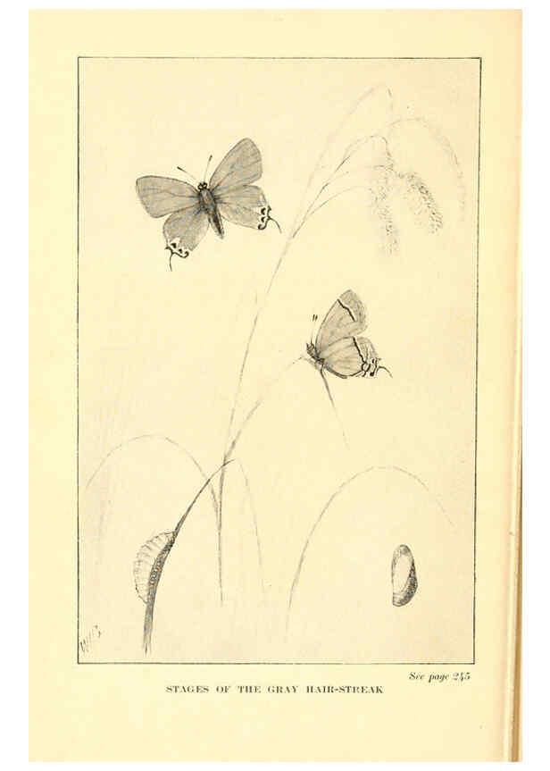 Reproducción/Reproduction 6220533294: ...Butterflies worth knowing Garden City, New York,Doubleday, Page & company[c1917] 
