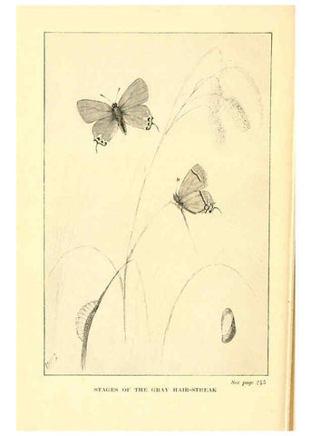 Reproducción/Reproduction 6220533294: ...Butterflies worth knowing Garden City, New York,Doubleday, Page & company[c1917] 