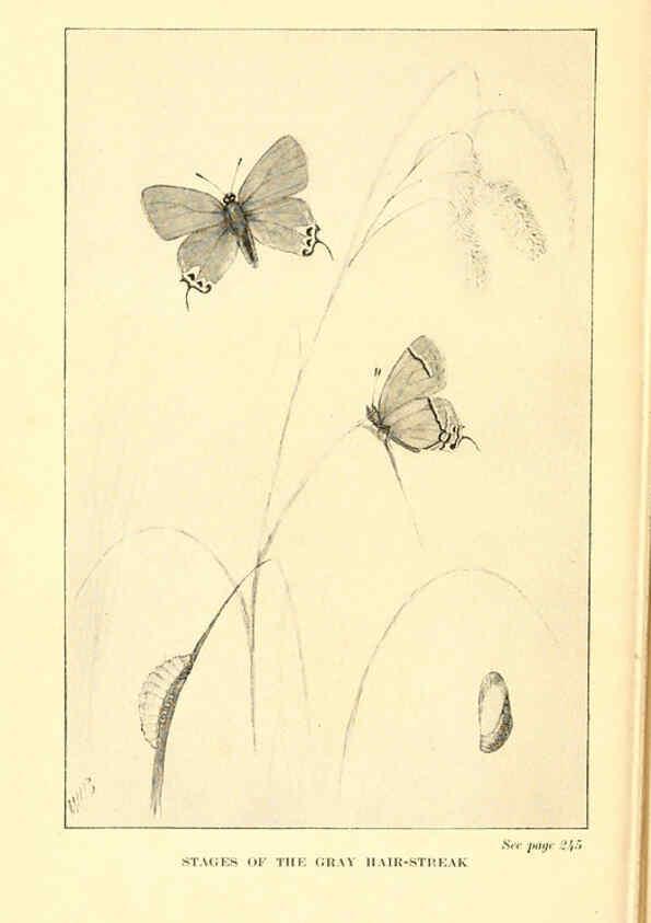Reproducción/Reproduction 6220533294: ...Butterflies worth knowing Garden City, New York,Doubleday, Page & company[c1917] 