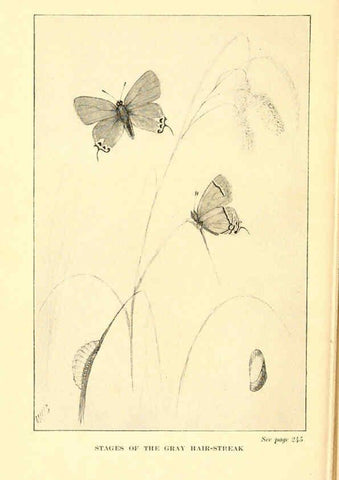 Reproducción/Reproduction 6220533294: ...Butterflies worth knowing Garden City, New York,Doubleday, Page & company[c1917] 