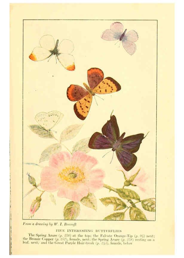 Reproducción/Reproduction 6220533074: ...Butterflies worth knowing Garden City, New York,Doubleday, Page & company[c1917] 
