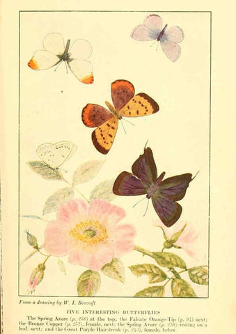 Reproducción/Reproduction 6220533074: ...Butterflies worth knowing Garden City, New York,Doubleday, Page & company[c1917] 