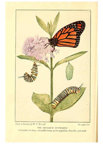 Reproducción/Reproduction 6220011267: ...Butterflies worth knowing Garden City, New York,Doubleday, Page & company[c1917] 