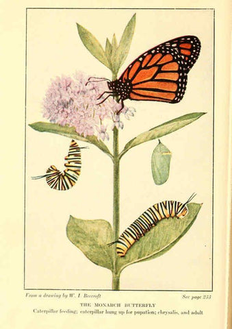 Reproducción/Reproduction 6220011267: ...Butterflies worth knowing Garden City, New York,Doubleday, Page & company[c1917] 