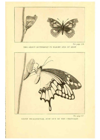 Reproducción/Reproduction 6220010949: ...Butterflies worth knowing Garden City, New York,Doubleday, Page & company[c1917] 