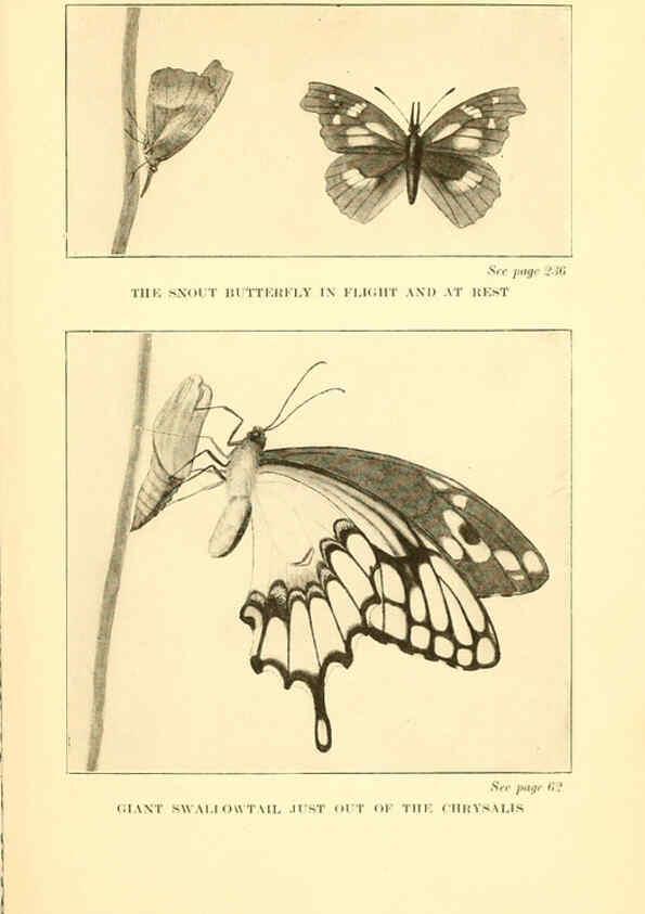 Reproducción/Reproduction 6220010949: ...Butterflies worth knowing Garden City, New York,Doubleday, Page & company[c1917] 