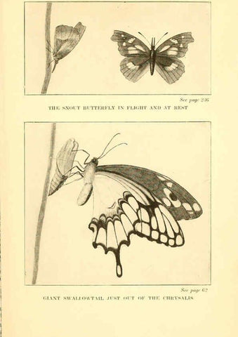 Reproducción/Reproduction 6220010949: ...Butterflies worth knowing Garden City, New York,Doubleday, Page & company[c1917] 