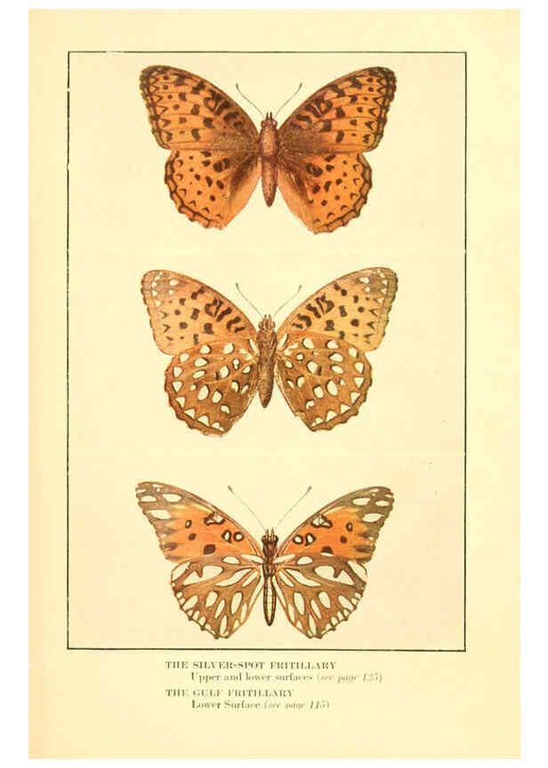 Reproducción/Reproduction 6220007179: ...Butterflies worth knowing Garden City, New York,Doubleday, Page & company[c1917] 