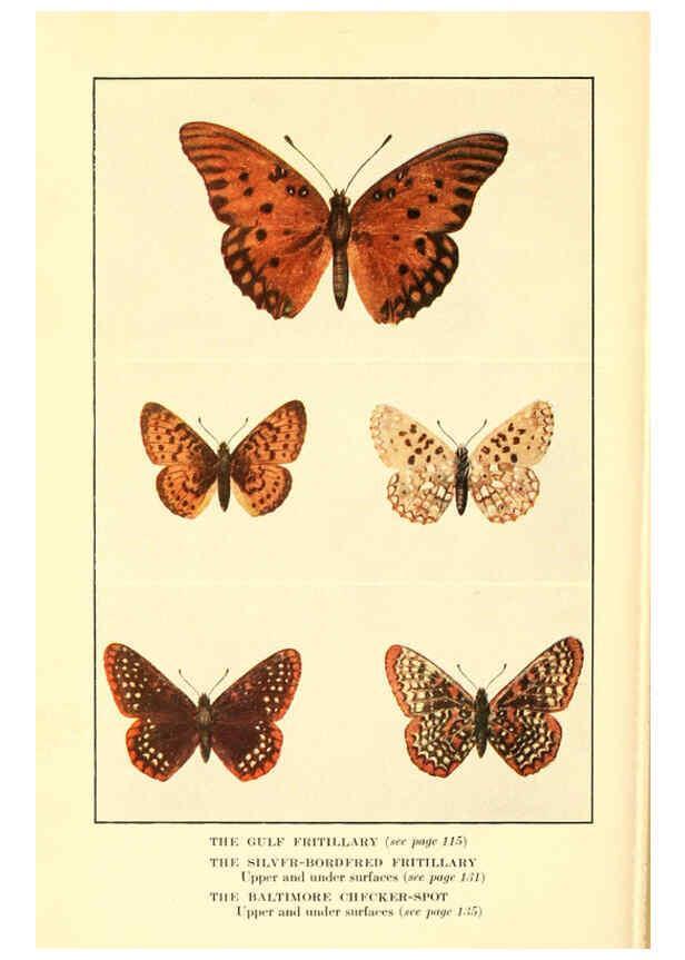 Reproducción/Reproduction 6220007367: ...Butterflies worth knowing Garden City, New York,Doubleday, Page & company[c1917] 