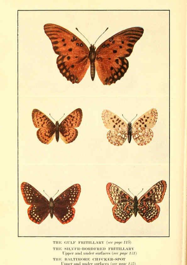 Reproducción/Reproduction 6220007367: ...Butterflies worth knowing Garden City, New York,Doubleday, Page & company[c1917] 
