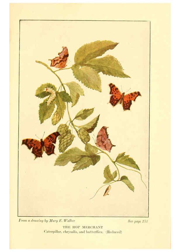 Reproducción/Reproduction 6220007579: ...Butterflies worth knowing Garden City, New York,Doubleday, Page & company[c1917] 