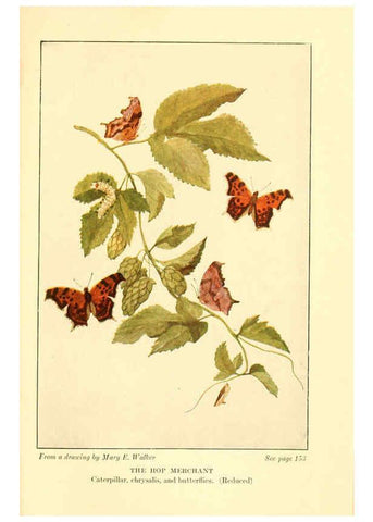 Reproducción/Reproduction 6220007579: ...Butterflies worth knowing Garden City, New York,Doubleday, Page & company[c1917] 