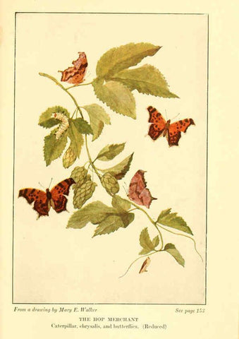 Reproducción/Reproduction 6220007579: ...Butterflies worth knowing Garden City, New York,Doubleday, Page & company[c1917] 