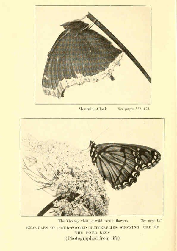 Reproducción/Reproduction 6220007881: ...Butterflies worth knowing Garden City, New York,Doubleday, Page & company[c1917] 