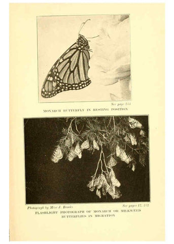 Reproducción/Reproduction 6220008067: ...Butterflies worth knowing Garden City, New York,Doubleday, Page & company[c1917] 
