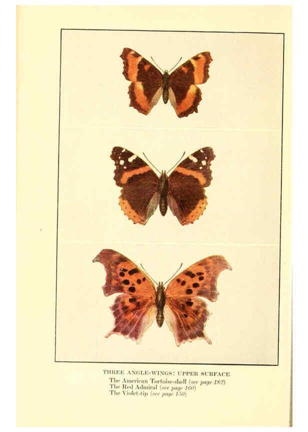 Reproducción/Reproduction 6220529820: ...Butterflies worth knowing Garden City, New York,Doubleday, Page & company[c1917] 
