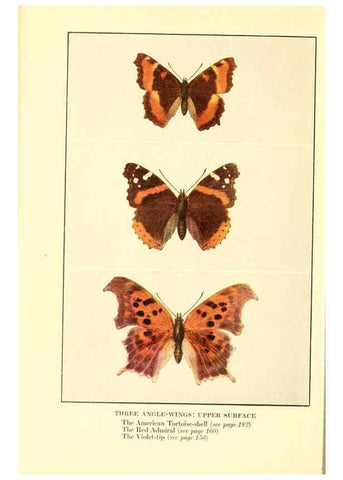 Reproducción/Reproduction 6220529820: ...Butterflies worth knowing Garden City, New York,Doubleday, Page & company[c1917] 