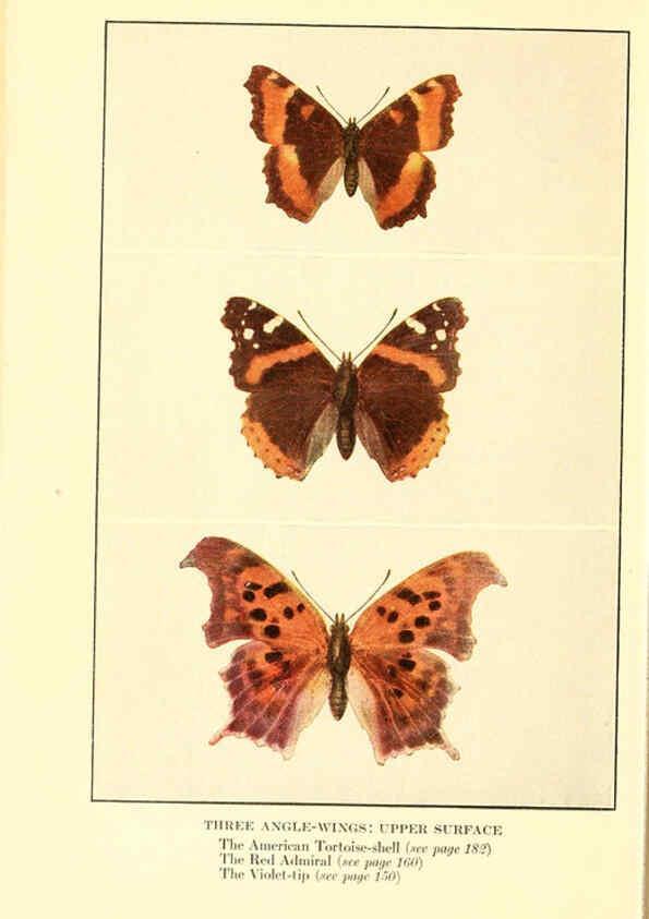 Reproducción/Reproduction 6220529820: ...Butterflies worth knowing Garden City, New York,Doubleday, Page & company[c1917] 