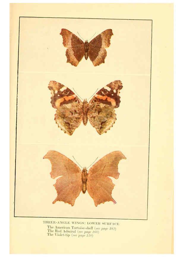 Reproducción/Reproduction 6220008461: ...Butterflies worth knowing Garden City, New York,Doubleday, Page & company[c1917] 