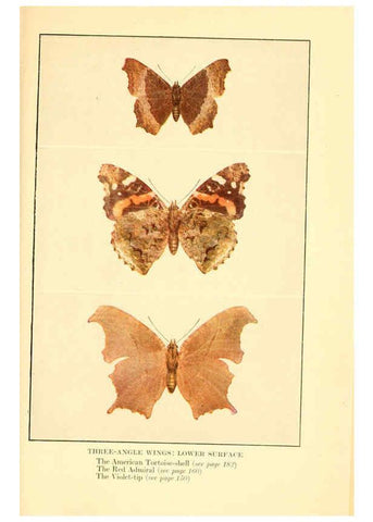 Reproducción/Reproduction 6220008461: ...Butterflies worth knowing Garden City, New York,Doubleday, Page & company[c1917] 
