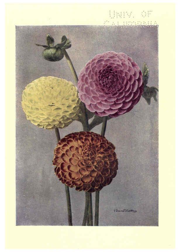 Reproducción/Reproduction 6220045385: Dahlias New York,Frederick A. Stokes[1912?] 