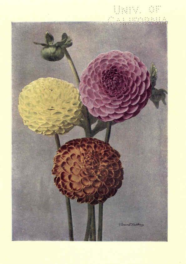 Reproducción/Reproduction 6220045385: Dahlias New York,Frederick A. Stokes[1912?] 