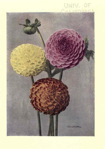 Reproducción/Reproduction 6220045385: Dahlias New York,Frederick A. Stokes[1912?] 