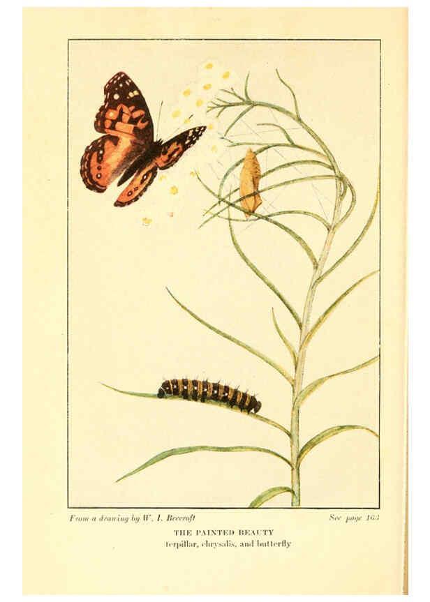 Reproducción/Reproduction 6220530284: ...Butterflies worth knowing Garden City, New York,Doubleday, Page & company[c1917] 