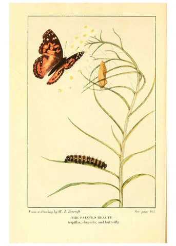 Reproducción/Reproduction 6220530284: ...Butterflies worth knowing Garden City, New York,Doubleday, Page & company[c1917] 
