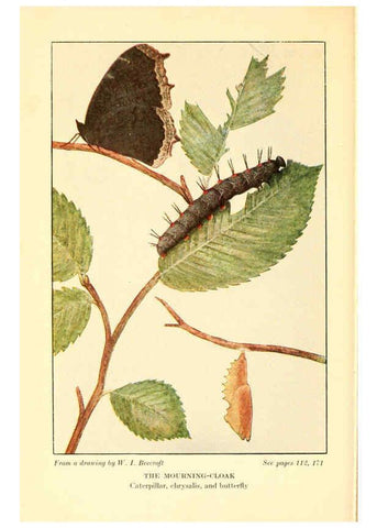 Reproducción/Reproduction 6220530730: ...Butterflies worth knowing Garden City, New York,Doubleday, Page & company[c1917] 
