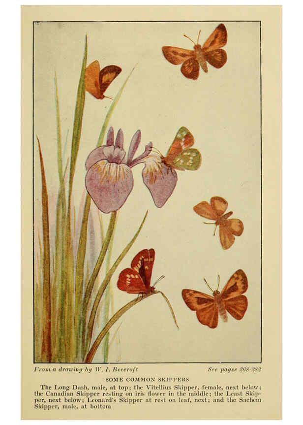 Reproducción/Reproduction 6220530990: ...Butterflies worth knowing Garden City, New York,Doubleday, Page & company[c1917] 