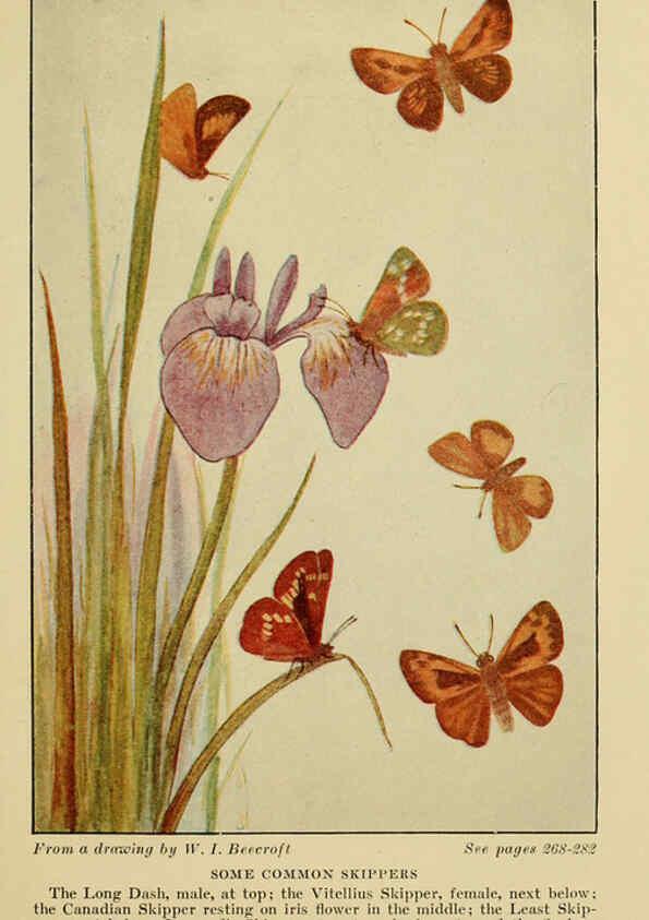 Reproducción/Reproduction 6220530990: ...Butterflies worth knowing Garden City, New York,Doubleday, Page & company[c1917] 