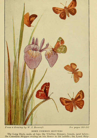 Reproducción/Reproduction 6220530990: ...Butterflies worth knowing Garden City, New York,Doubleday, Page & company[c1917] 