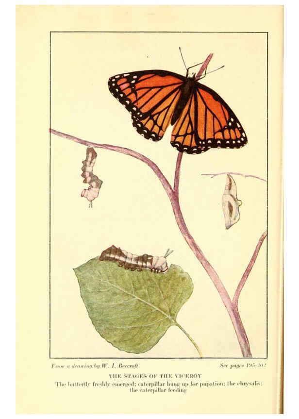 Reproducción/Reproduction 6220009633: ...Butterflies worth knowing Garden City, New York,Doubleday, Page & company[c1917] 