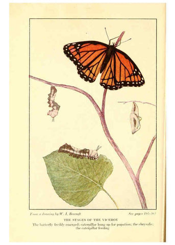 Reproducción/Reproduction 6220009633: ...Butterflies worth knowing Garden City, New York,Doubleday, Page & company[c1917] 