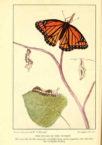 Reproducción/Reproduction 6220009633: ...Butterflies worth knowing Garden City, New York,Doubleday, Page & company[c1917] 