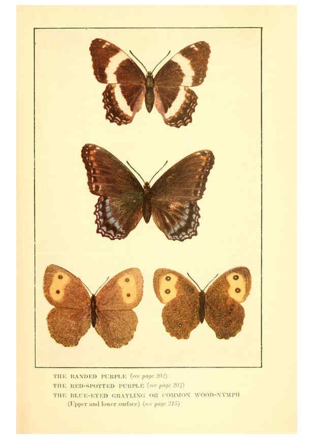 Reproducción/Reproduction 6220531476: ...Butterflies worth knowing Garden City, New York,Doubleday, Page & company[c1917] 