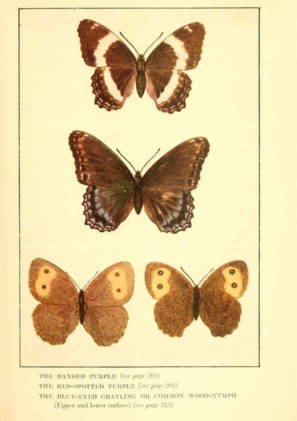 Reproducción/Reproduction 6220531476: ...Butterflies worth knowing Garden City, New York,Doubleday, Page & company[c1917] 