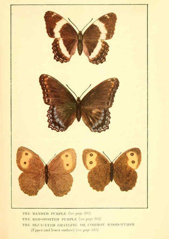 Reproducción/Reproduction 6220531476: ...Butterflies worth knowing Garden City, New York,Doubleday, Page & company[c1917] 