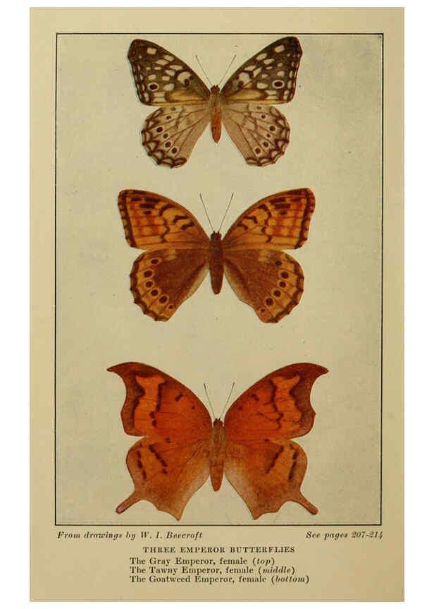 Reproducción/Reproduction 6220531762: ...Butterflies worth knowing Garden City, New York,Doubleday, Page & company[c1917] 