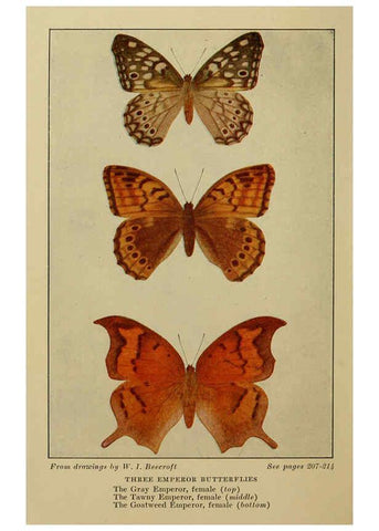 Reproducción/Reproduction 6220531762: ...Butterflies worth knowing Garden City, New York,Doubleday, Page & company[c1917] 