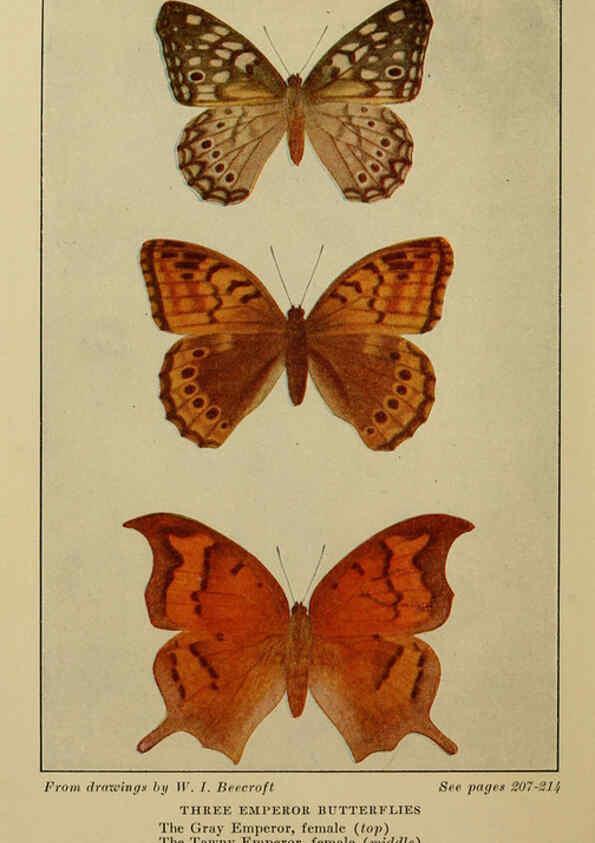 Reproducción/Reproduction 6220531762: ...Butterflies worth knowing Garden City, New York,Doubleday, Page & company[c1917] 