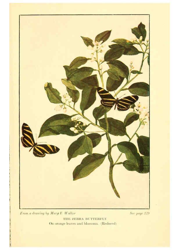 Reproducción/Reproduction 6220010399: ...Butterflies worth knowing Garden City, New York,Doubleday, Page & company[c1917] 