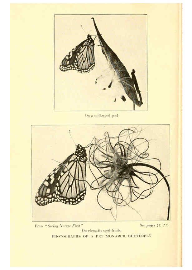 Reproducción/Reproduction 6220010641: ...Butterflies worth knowing Garden City, New York,Doubleday, Page & company[c1917] 