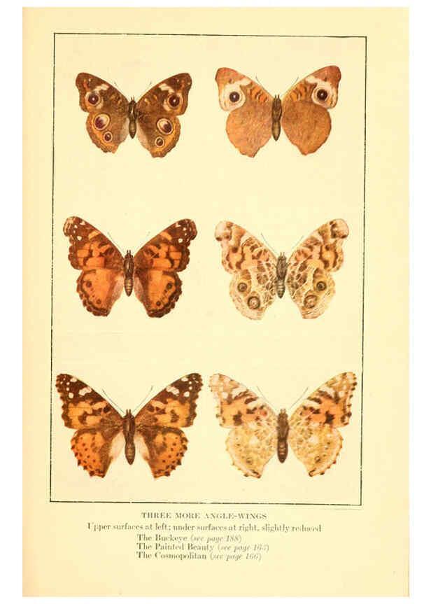 Reproducción/Reproduction 6220530496: ...Butterflies worth knowing Garden City, New York,Doubleday, Page & company[c1917] 
