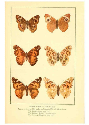 Reproducción/Reproduction 6220530496: ...Butterflies worth knowing Garden City, New York,Doubleday, Page & company[c1917] 