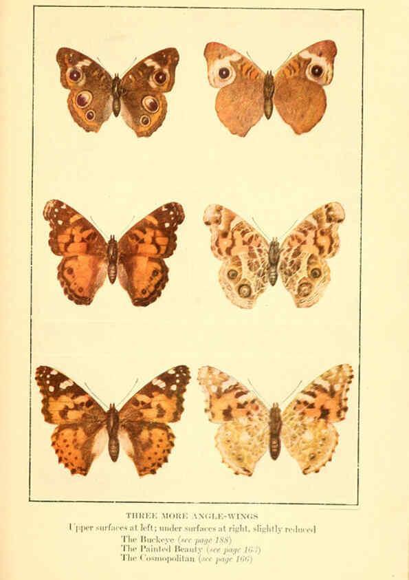 Reproducción/Reproduction 6220530496: ...Butterflies worth knowing Garden City, New York,Doubleday, Page & company[c1917] 