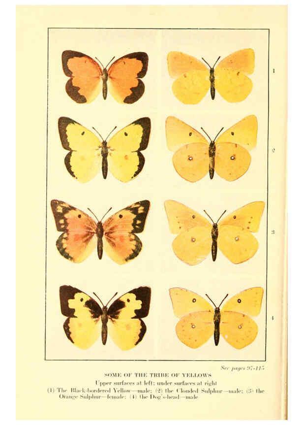 Reproducción/Reproduction 6220006971: ...Butterflies worth knowing Garden City, New York,Doubleday, Page & company[c1917] 